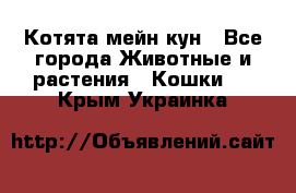 Котята мейн кун - Все города Животные и растения » Кошки   . Крым,Украинка